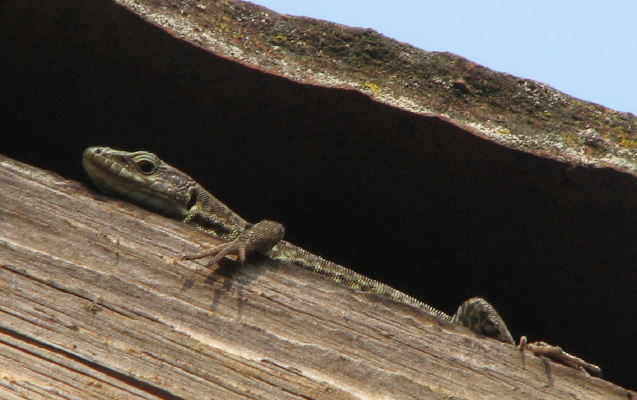 giovane Podarcis muralis